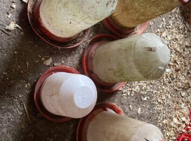 various poultry drinkers