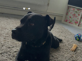 Beautiful staffy x shar pai