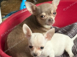 Chihuahua girl puppy for sale