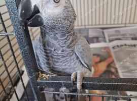 Buitiful Congo African grey forsale