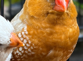 Young zebra finches for sale