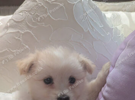 Beautiful pomchi boy puppy