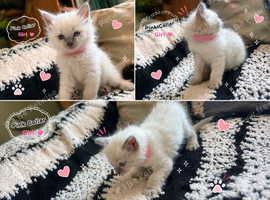 Ragdoll Blue Point Kittens