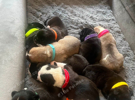 French bulldog x chug puppie (boy)