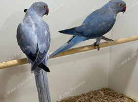 Ringneck Pair