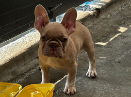 French bulldog puppies