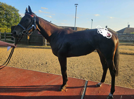 3 year old Bay filly 15.2hh