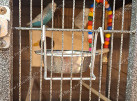 Bonded pair of budgies