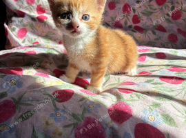 beautiful kittens