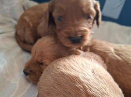F1 cockapoo puppies
