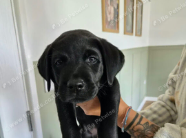 Beautiful black Labradors
