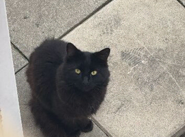 Black male fluffy cat