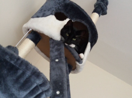 Tuxedo cat