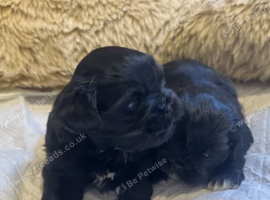 Shih Tzu X Jack Russell puppies