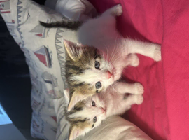 Molly's kittens ( Half ragdoll ) in Bridgend