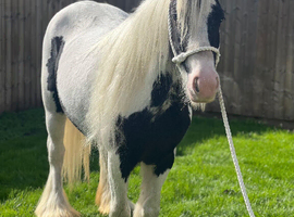 Driving cob mare