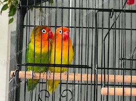 * 2 Lovebirds, Cage, Food & Accessories