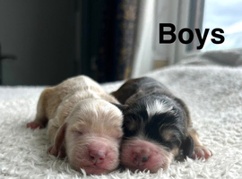 Beautiful cockapoo puppies