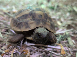 Hermann tortoise female 15months old
