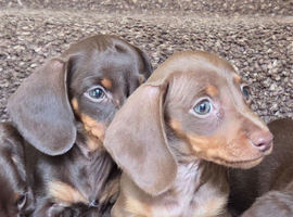 Gorgeous mini Dachshund