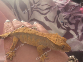 Crested Gecko for rehome