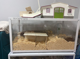 Syrian hamster female