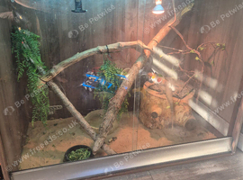 Male bearded dragon