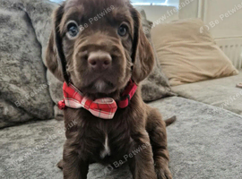 Cockapoo puppies for sale