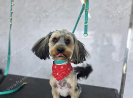 Blue merle Yorkshire Terrier