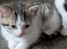 Beautiful kitten's look for their new home