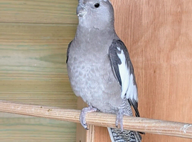 Grey Cockatiel - Hen - DNA Certified