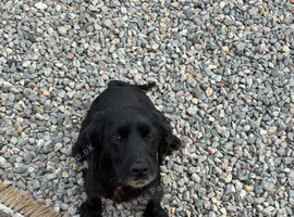 Cockapoo x dachshund