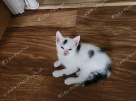 5 x kittens for sale