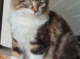 Female kitten