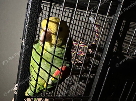 Amazon parrot