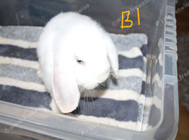 Stunning Mini Lop's - Bucks