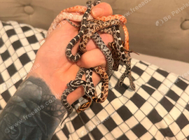 Snakelet corn snakes ( babies)