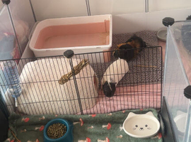 2 guinea pigs