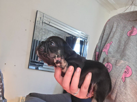 Kc reg french bulldogs