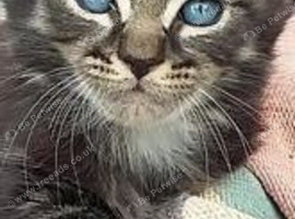 4 blue eyed siblings black and tigers