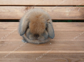 Stunning purebred mini lop baby buck