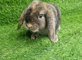 Mini lops