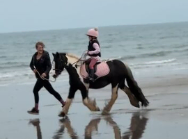 Lead rein mini cob