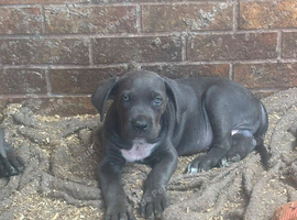 Make cane corso 10 weeks