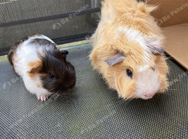 Baby & 6mth male Guinea pig for sale