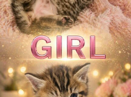 Ragdoll X Tabby