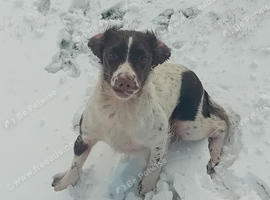 Springer spaniel