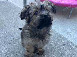 14 weeks old