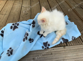 5 STUNNING RAGDOLLS