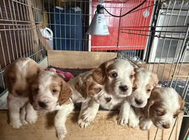 Working cocker spaniel ***only 2 boys left***